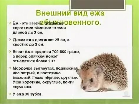 К какому типу относится еж