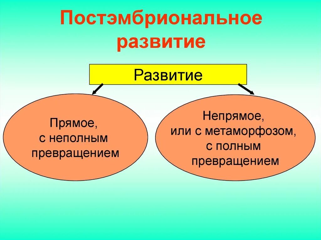 Типы постэмбрионального развития. Периоды постэмбрионального развития. Постэмбриональный период прямое и Непрямое развитие. Онтогенез постэмбриональный период человека.