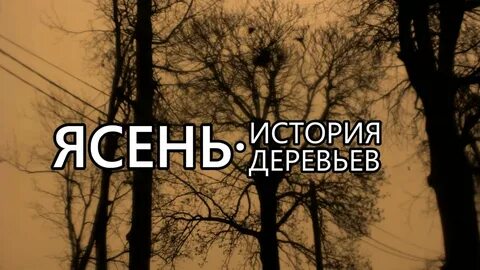 История дерева кратко