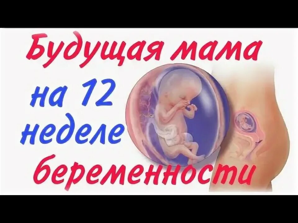 12 недель беременности видео. Эмбрион на 10 неделе беременности. Эмбрион в 12 недель беременности фото. 12 недель беременности видео. 12 недель беременности видео.