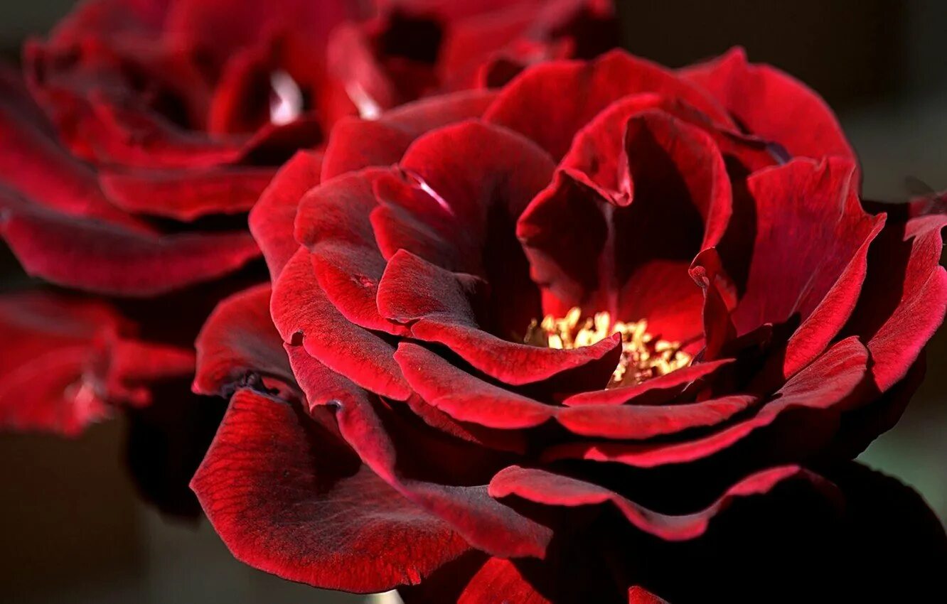 красно черный дым. роза королевский бархат темно-бордовая грандифлора. темные цветы. красные розы. красные обои.