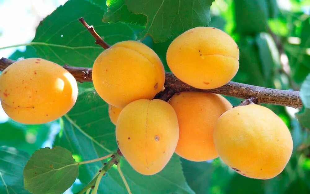 Абрикос маньчжурский дерево. Триумф севера абрикос дерево. Абрикос куст. Абрикос уралец. Абрикос свежий.