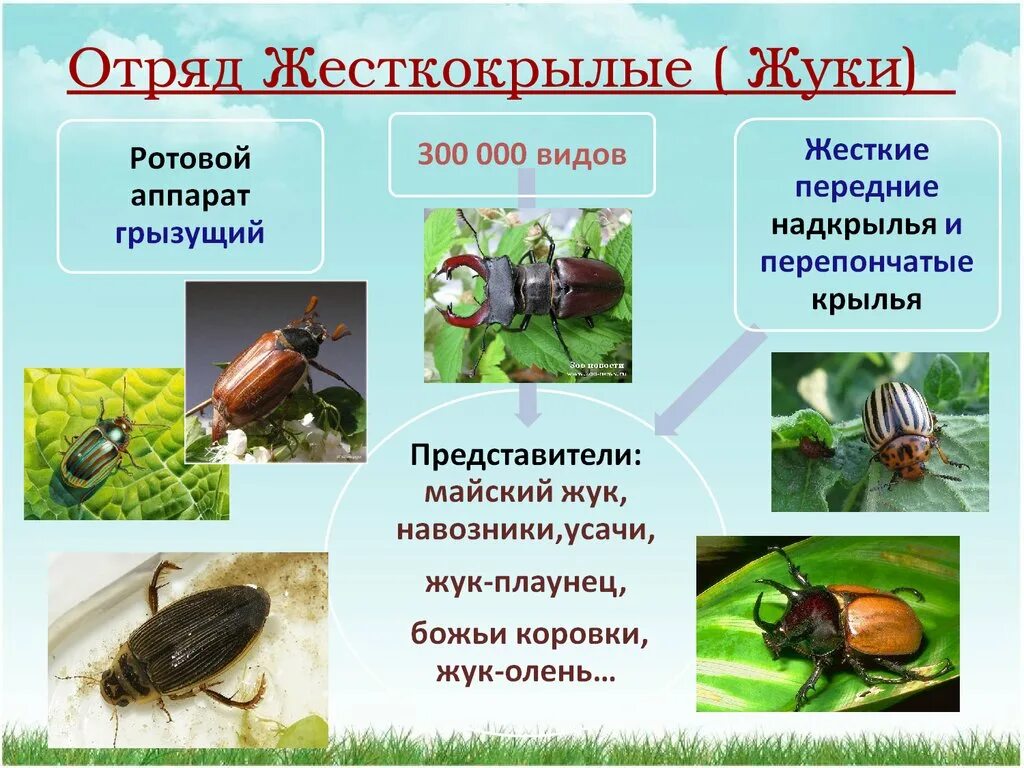 Типы насекомых. Отряд жесткокрылые жуки. Представители Жуков или жесткокрылых. Жуки или жесткокрылые таблица. Отряд жесткокрылые среда обитания.