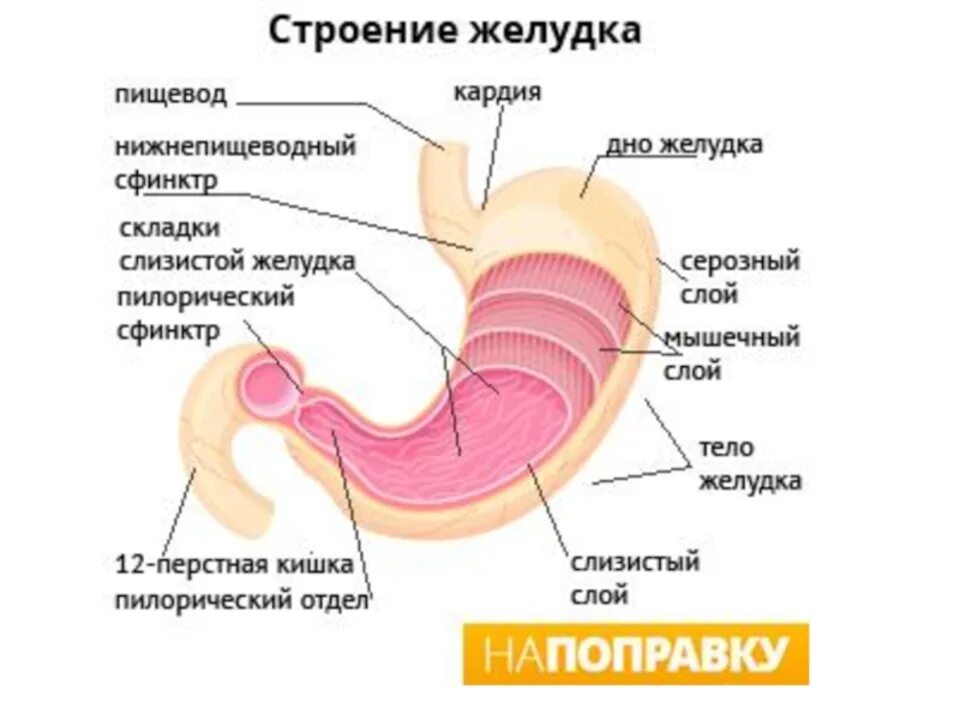 Желудок строение и функции анатомия. Желудок человека анатомия строение и функции человеческого. Внутреннее строение желудка анатомия. Внешнее строение желудка анатомия.