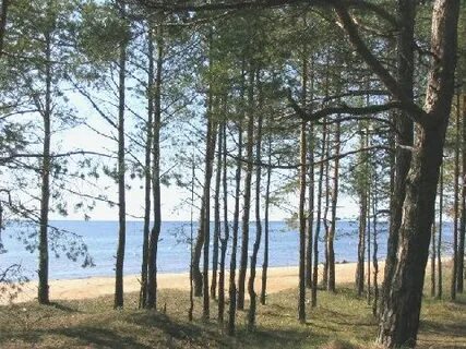 Сосновая балтийская