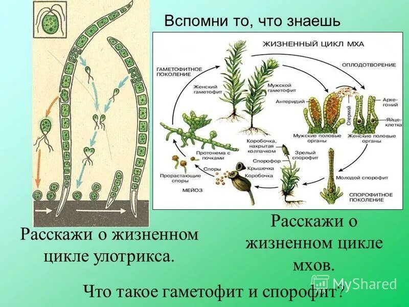 К какому отделу растений относится улотрикс. К какому отделу растений относится улотрикс