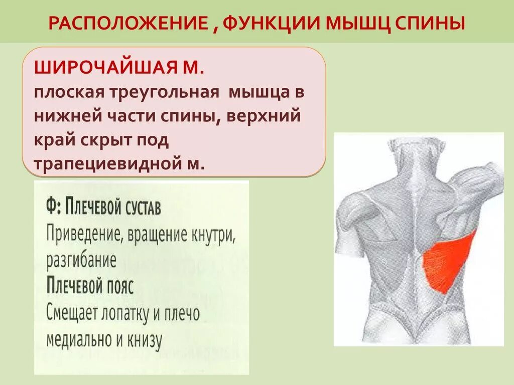 Трапециевидная функция. Широчайшая мышца спины вид сбоку. Мышцы спины функции. Мышцы спины анатомия функции. Функция широчайшей мышцы спины.