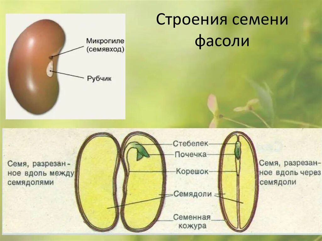 Строение семени фасоли 5 класс биология. Строение семени фасоли. Строение двудольного растения фасоли. Строение однодольного семени.