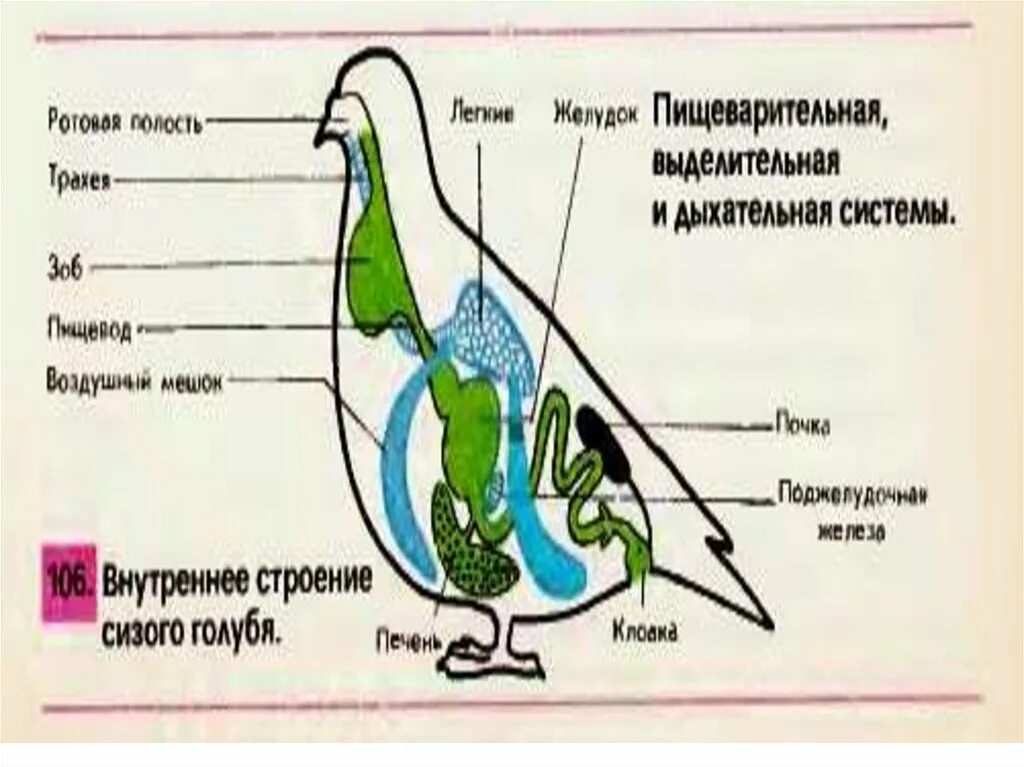 Пищеварительная система класса птиц. Строение пищеварительной системы голубя. Схема пищеварительной системы голубя. Выделительная система голубя сизого. Пищеварительная система сизого голубя.