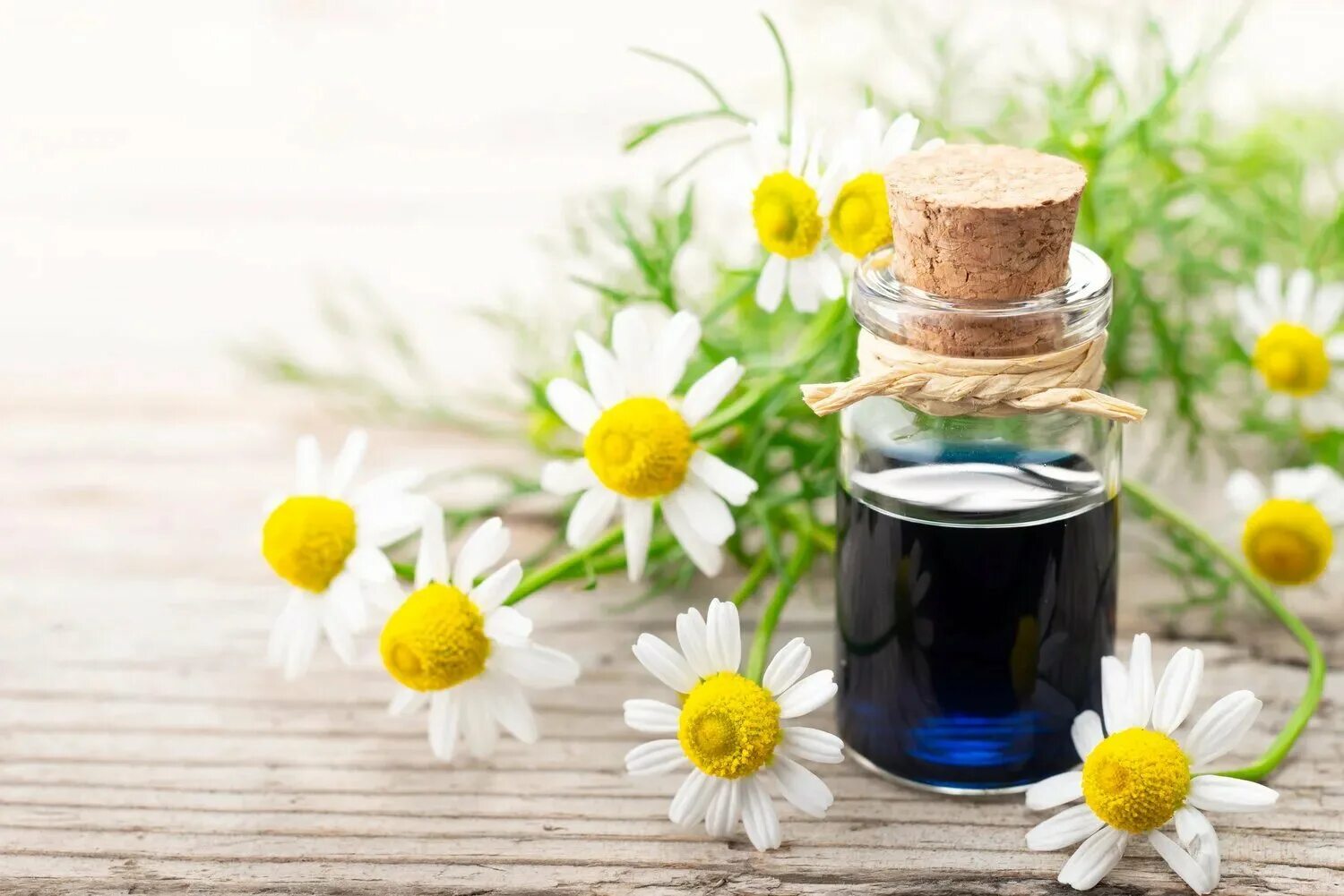 Цвет масла ромашки. Chamomile Blue Essential Oil. Efirnoe maslo romashki. Ароматерапия ромашкой. Ромашки маслом.