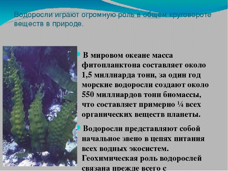 Почему водоросли назвали водорослями