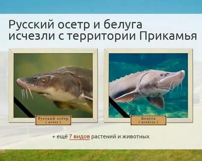 Животные пермского края занесенные в красную книгу