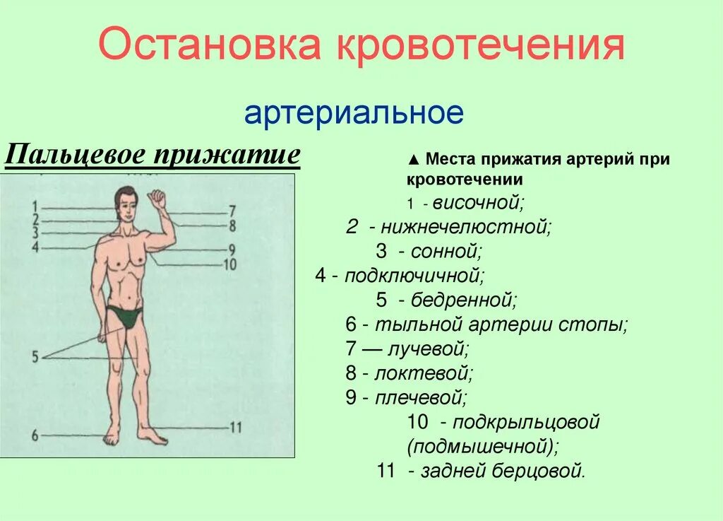 Точки пальцевого прижатия артерий. Схема пальцевого прижатия при кровотечении. Места прижатия артерий схема. Метод пальцевого прижатия артерий.