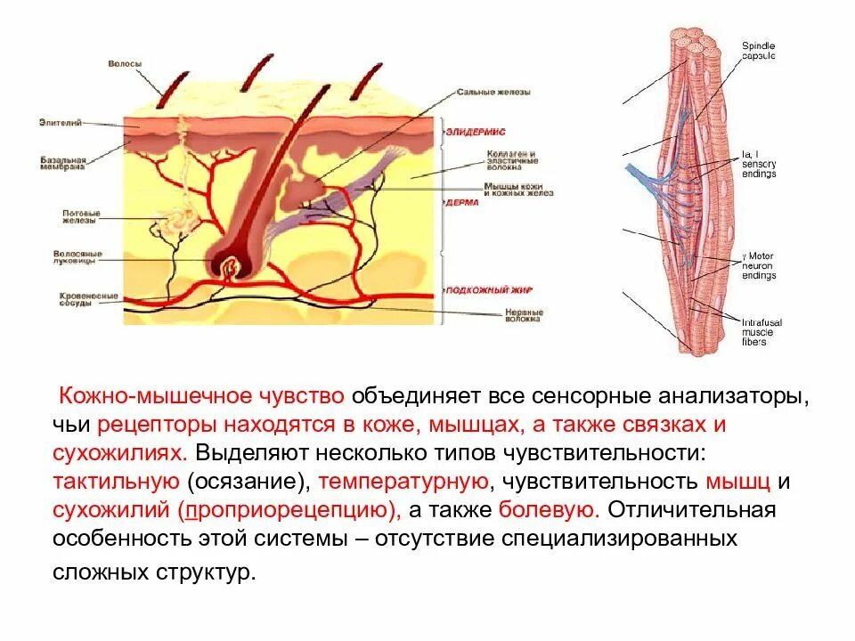 Рецепторы мышечного чувства расположены в. Рецепторы кожного анализатора схема. Схема мышечного анализатора. Схема кожно мышечного анализатора. Анатомия структура кожного анализатор.