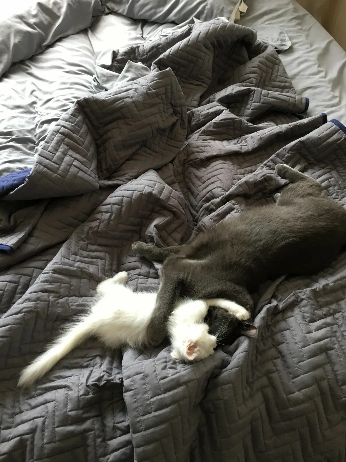 кот пьет лежа