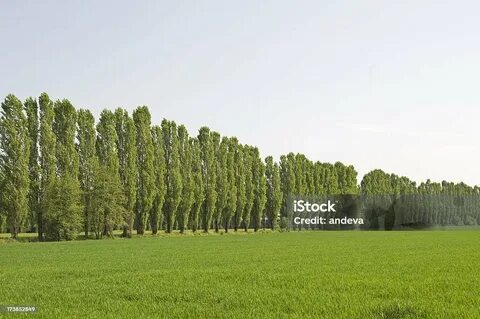 Row tree