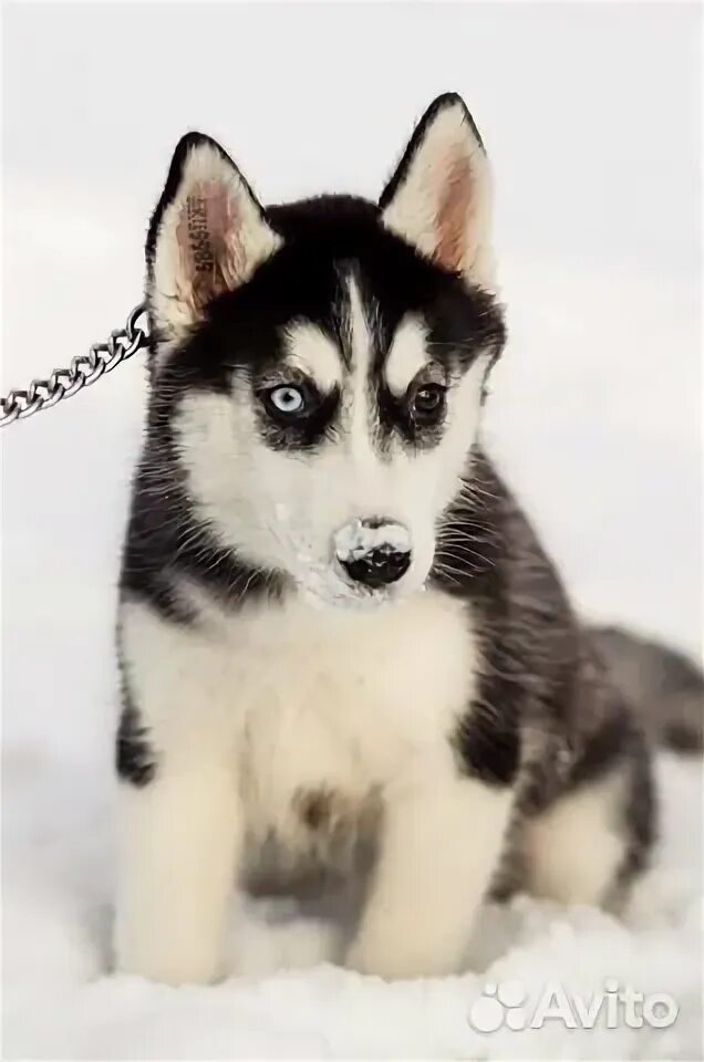 Сибирский хаски кареглазый. Красивое имя для хаски девочки. Сибирская хаски девочка. Хаски собака девочка. Сибирский хаски 6 месяцев.