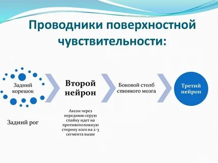 Поверхностная чувствительность