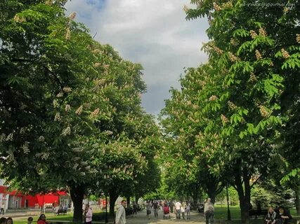 Растут ли в москве каштаны