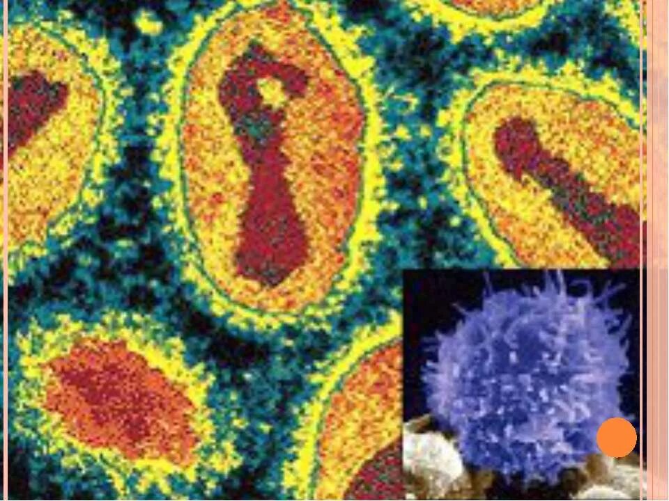 Обезьянья оспа возбудитель. Оспа возбудитель вирус. Оспа бактерия возбудитель. Вирусная оспа. Вирусная оспа.