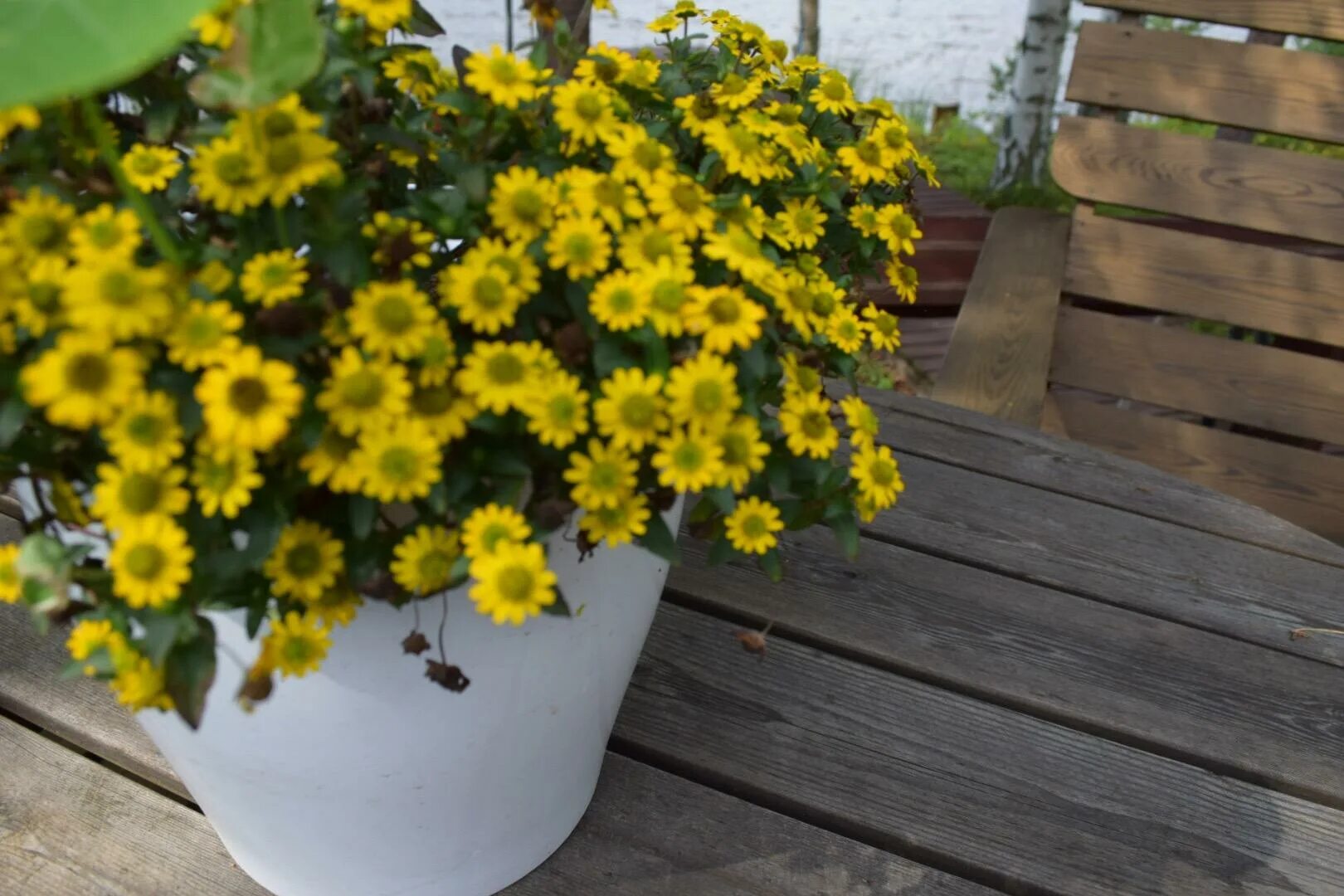 Биденс и санвиталия. Санвиталия санвиталия. Петуния вельвет еллоу. Trailing yellow. Trailing yellow.