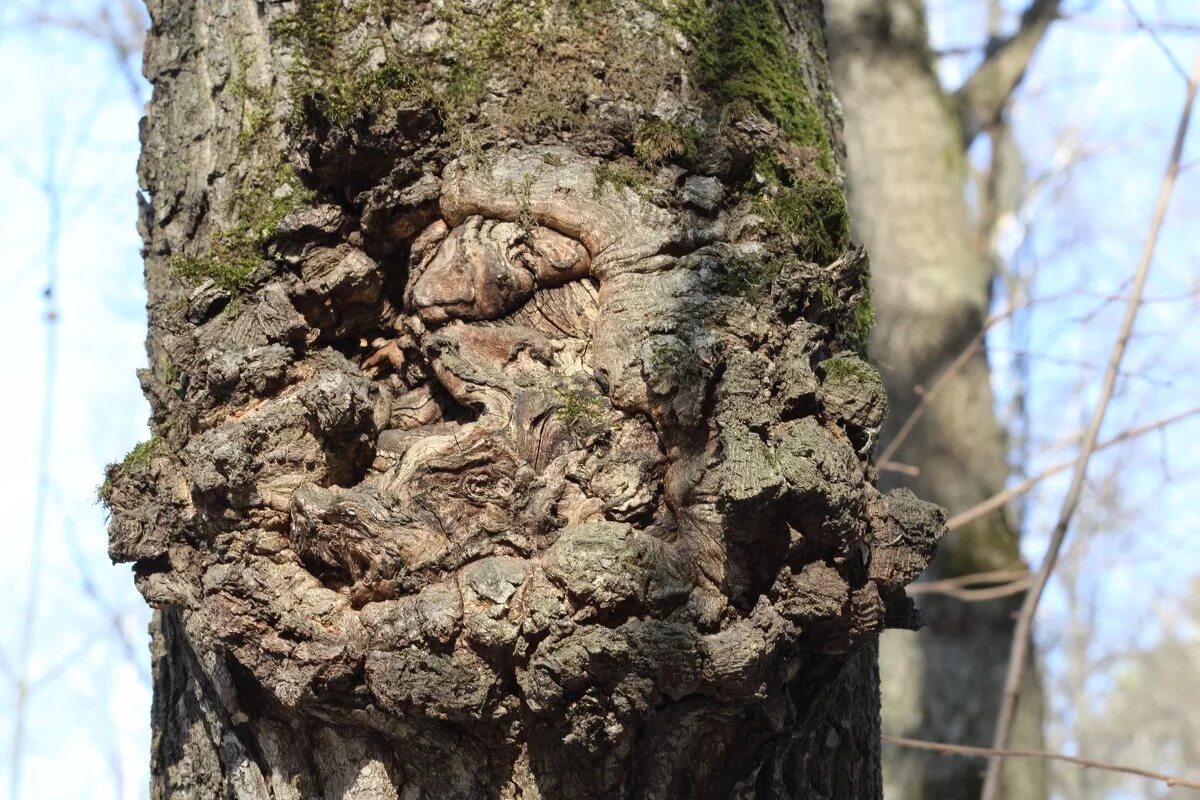 Нарост на дереве как называется. Трутовик березовая чага. Нарост на березе чага. Наросты на ветках деревьев. Чага лиственницы.