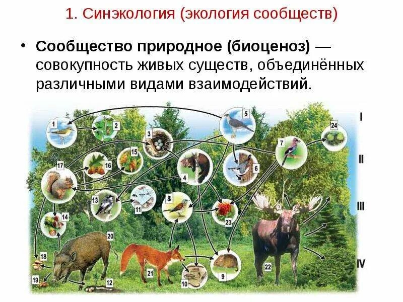 Видовое разнообразие живых организмов. Биоценоз биогеоценоз экосистема. Биоценоз леса схема. Видовое разнообразие. Экосистема лиственного леса.
