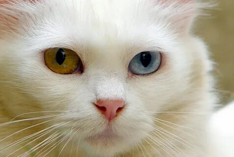 Котики с разными глазами