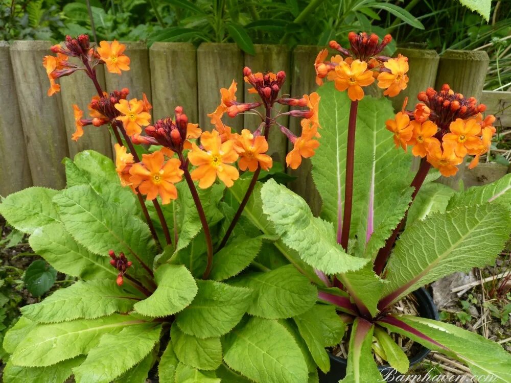 Купить примулу садовую рассаду. Примула оранжевая aurantiaca. Примула Миллерс Кримсон. Примула буллезиана. Примула Кокбурна.