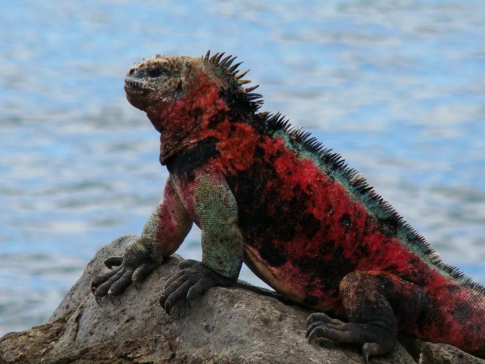 Морская игуана. Галапагосская морская игуана. Морская игуана на галапагосах. Морская игуана галапагосские острова. Галапагосские острова ящерицы.