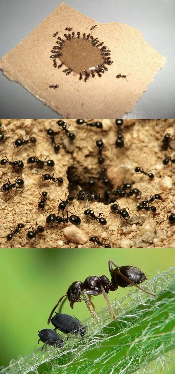 Муравьи вредители. Садовые муравьи. Средство от муравьёв в огороде. Муравьи в огороде.