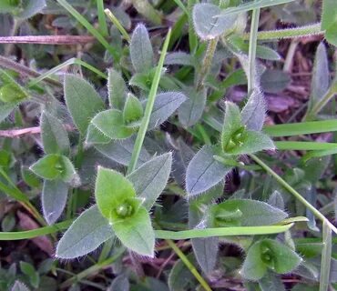 Mouse-ear Chickweed Mouse-ear Chickweed Cerastium vulgatum. 