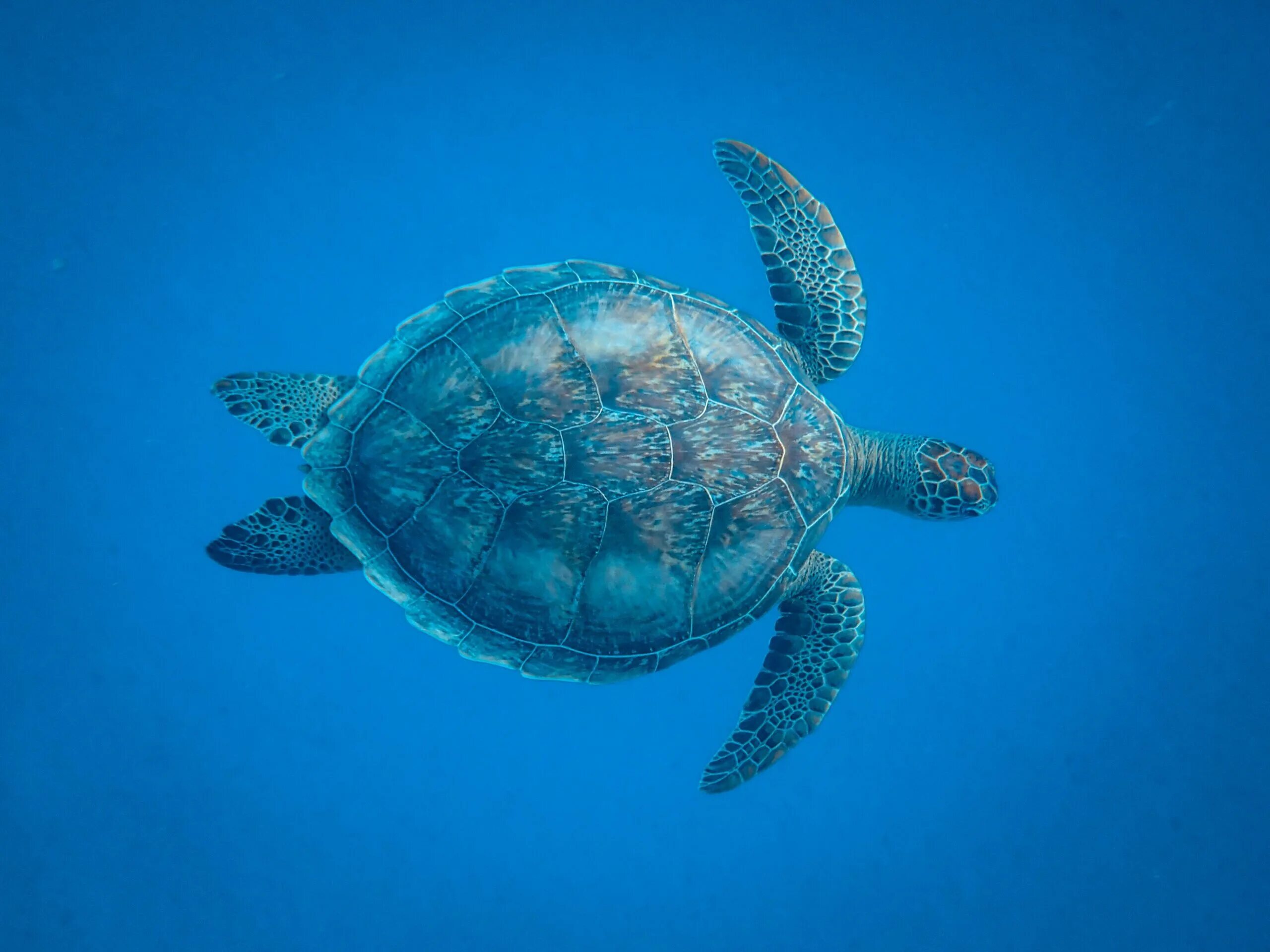 Симметрия черепахи. Морская черепаха бисса панцирь. Черепаха Каретта-Каретта. Черепаха бисса (Каретта). Черепаха логгерхед.