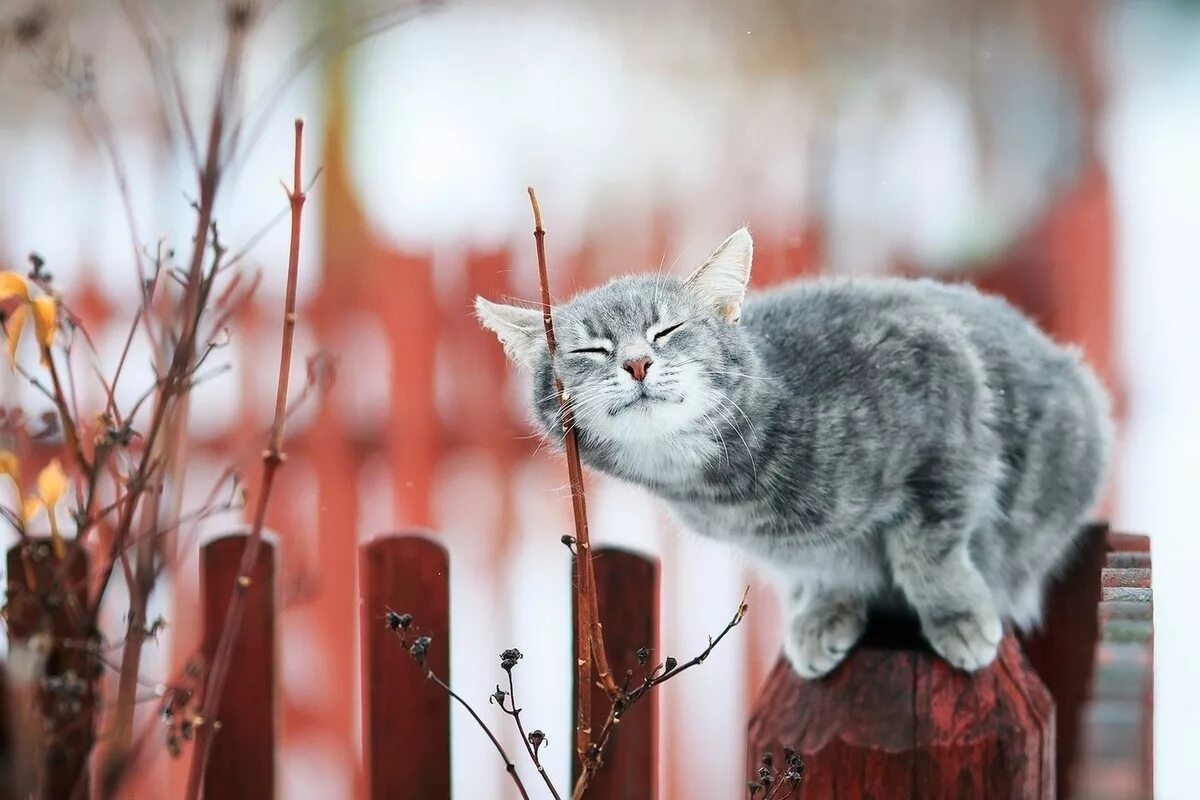 Весенний котик. Настроение весны. Мартовский кот. Песня капризный май и теплый вечер