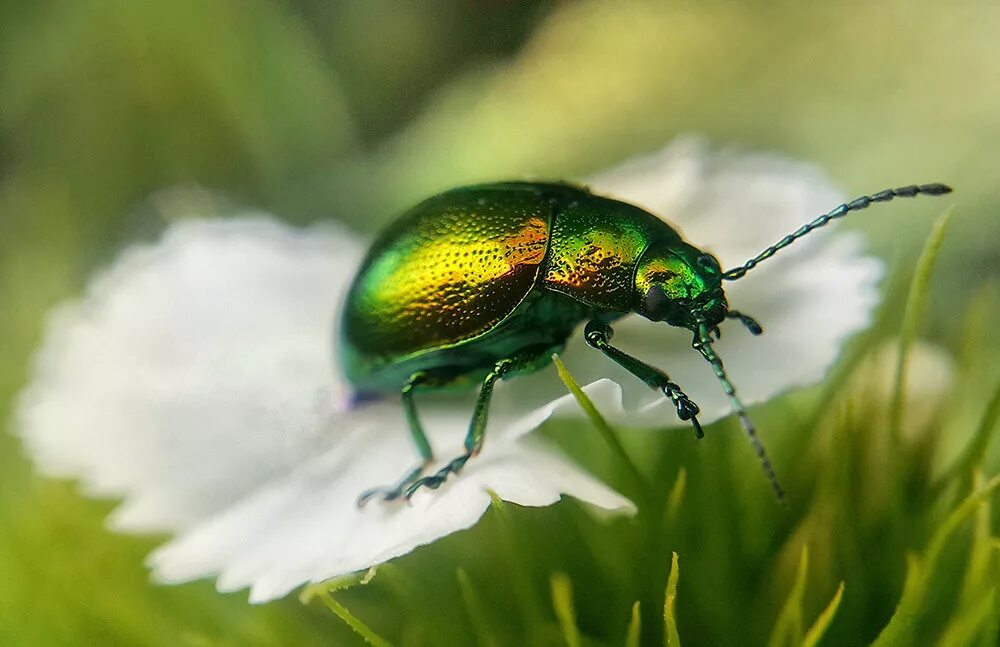Free Images : hand, fly, green, insect, fauna, invertebrate, close up, macro pho
