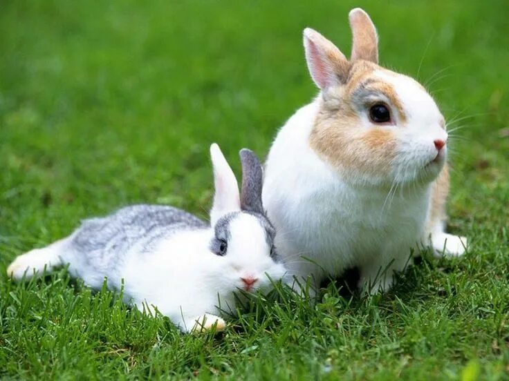 Rabbit type
