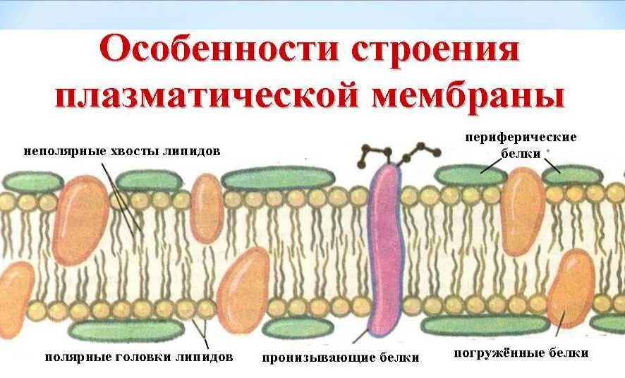 Плазматическая мембрана и клеточная оболочка. Клеточная цитоплазматическая мембрана. Строение цитоплазматической мембраны рисунок. Строение наружной цитоплазматической мембраны. Строение и функции плазматической