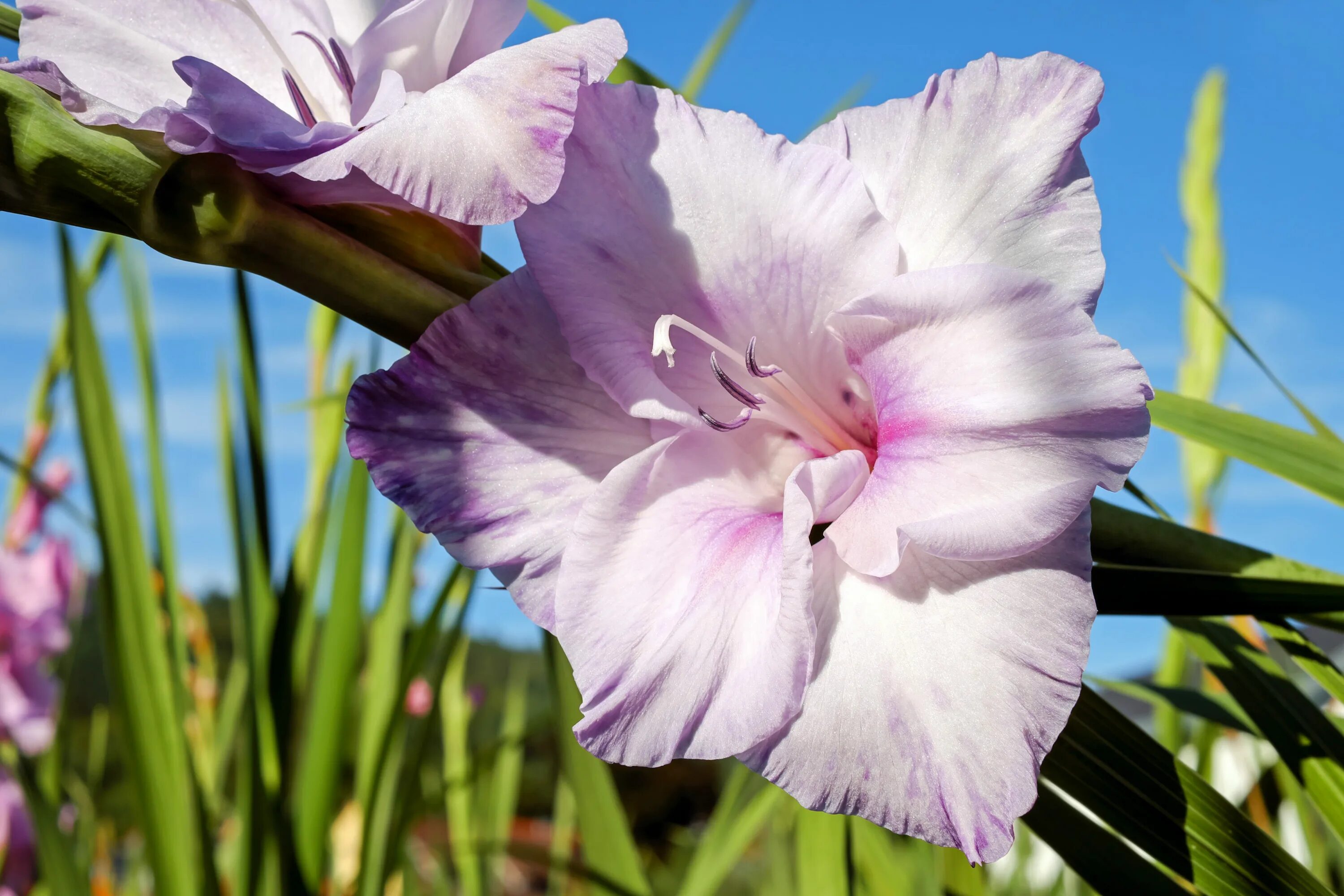 Гладиолус Purple Flora. Гладиолус перформер. Гладиолус период цветения.