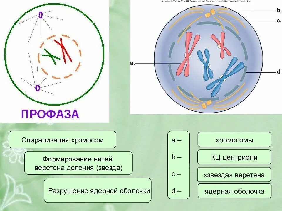 Спирализация хромосом исчезновение ядерной оболочки. Спирализация хромосом исчезновение ядерной оболочки