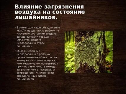 Действие дерева