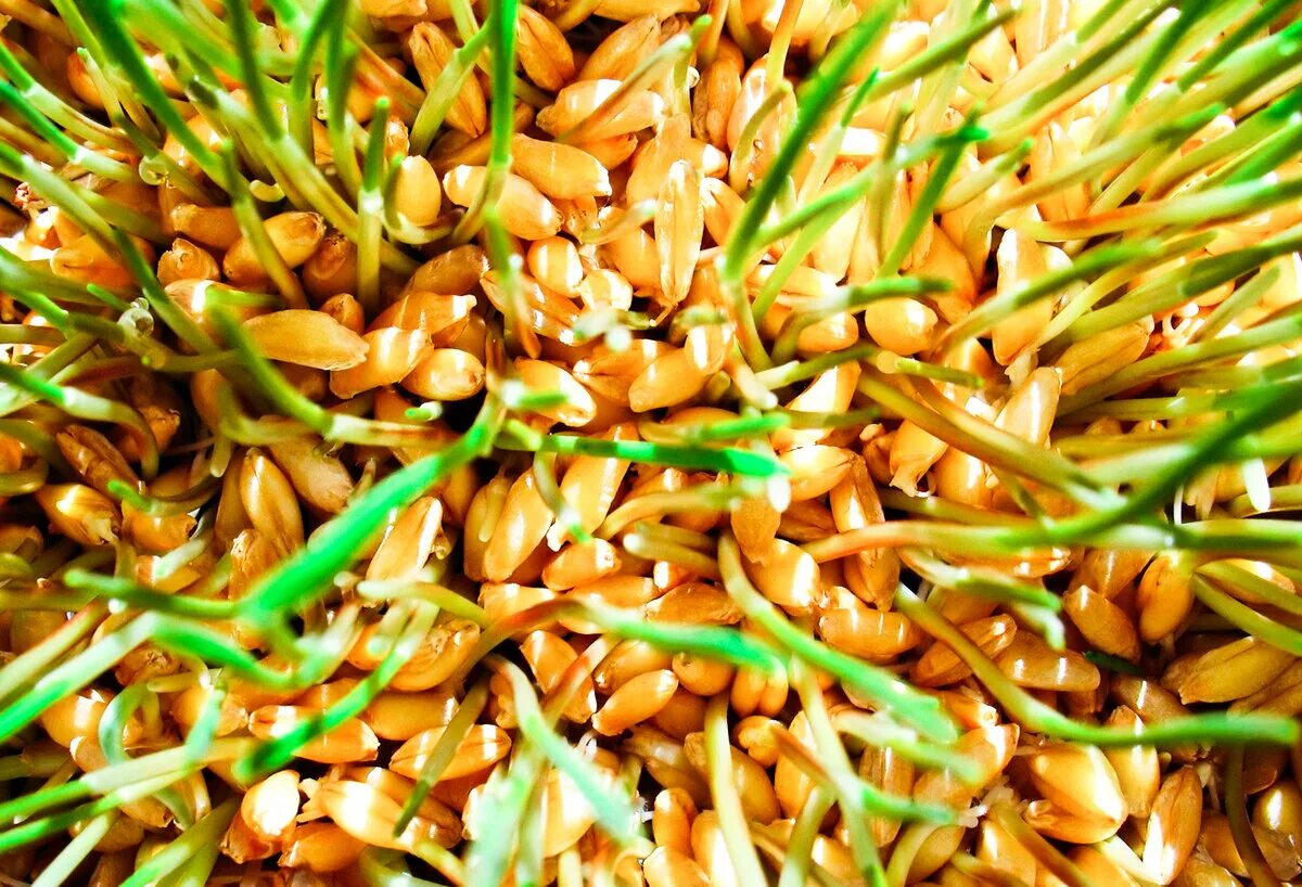 Польза пророщенных семян. Проросшая пшеница микрозелень. Пшеница семена пророщенная. Пророщенная рожь 2мм. Микрозелень зародыши пшеницы.
