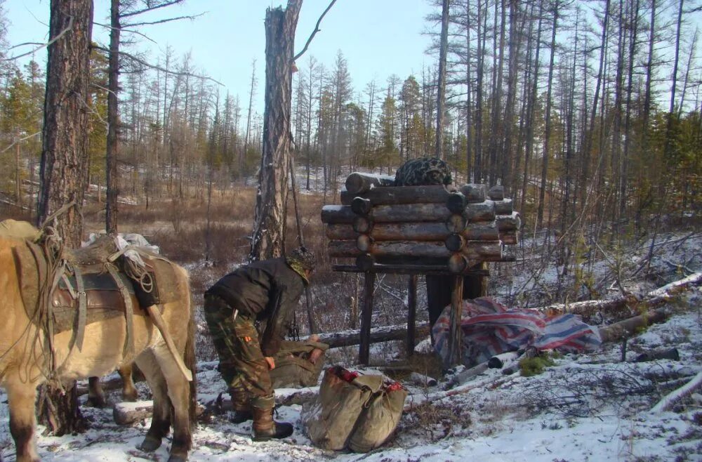 Таежная жизнь охотников. Сибирский промысел в тайге охотники промысловики. Охотники Якутии промысловики. Зимовье охотника промысловика в тайге. Таежники Сибирские охотники.