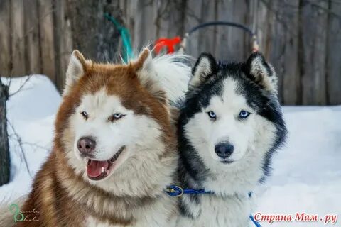 Хаски ижевск
