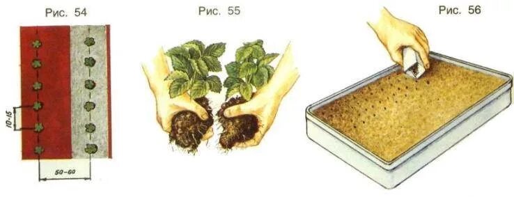 земляника размножение семенами. подготовка семян клубники. клубника ремонтантная сажаем семенами. клубника из семян. микроразмножение земляники.