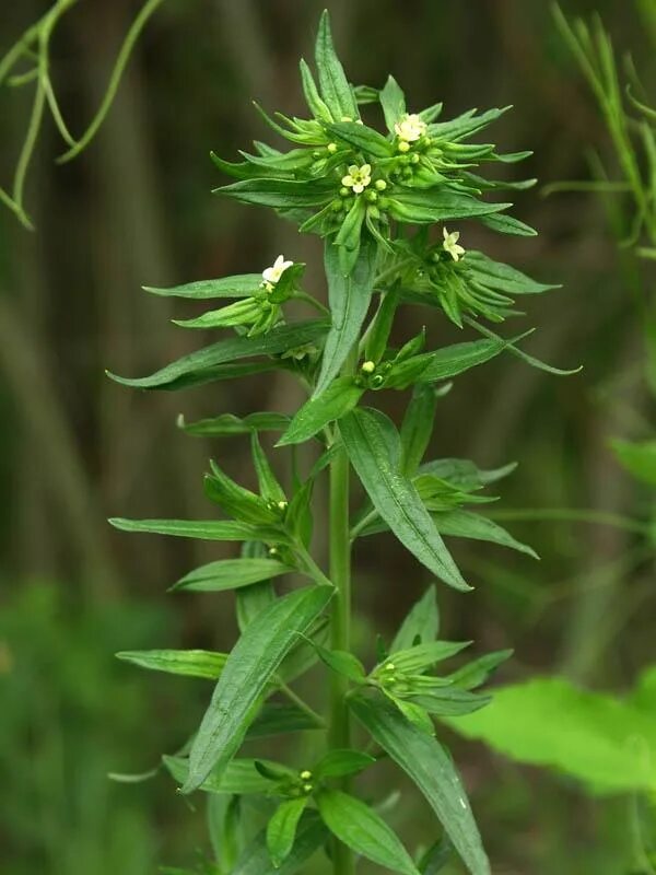Воробейник. Воробейник lithospermum. воробейник лекарственный (lithospermum officinale l.). воробейник лекарственный плантариум.