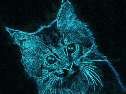 Душа кошки