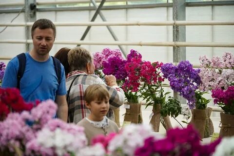 Выставка флоксов в москве