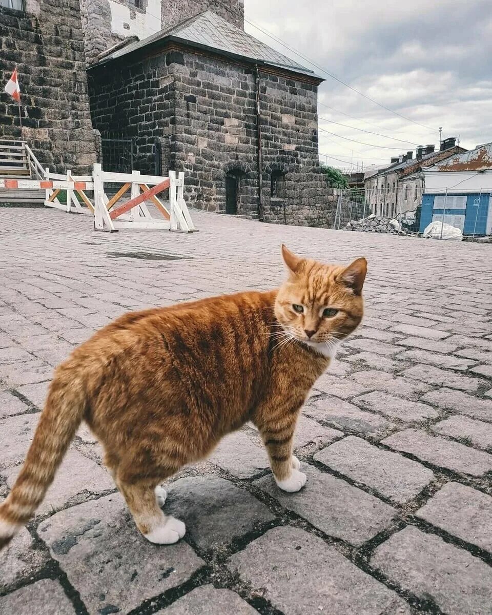 Коты выборга. Коты выборга