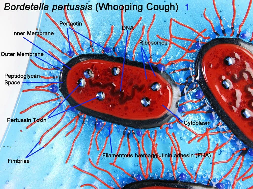 Коклюш бактериальная. Бактерия Bordetella pertussis. Бордетеллы коклюша микроскопия. Бордетелла пертуссис микробиология. Бордетелла микробиология.