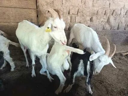 Порно пародия комикстері орыс қызыл телпек